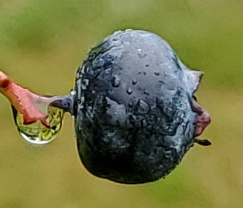 Fresh Rain
