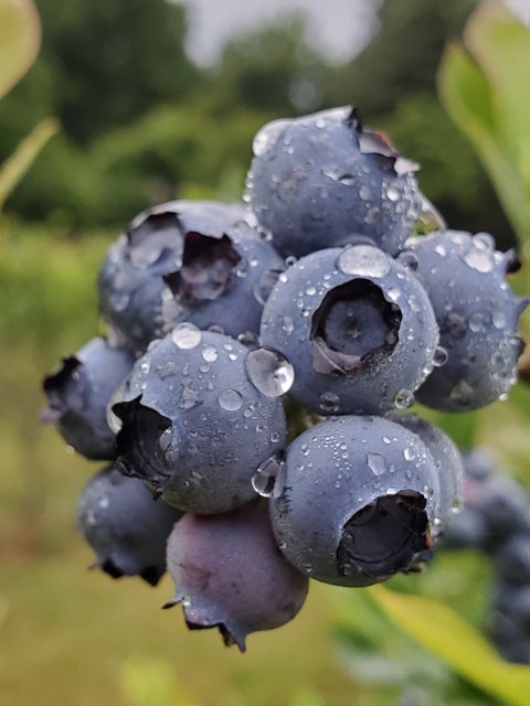 Fresh Organic Blueberries