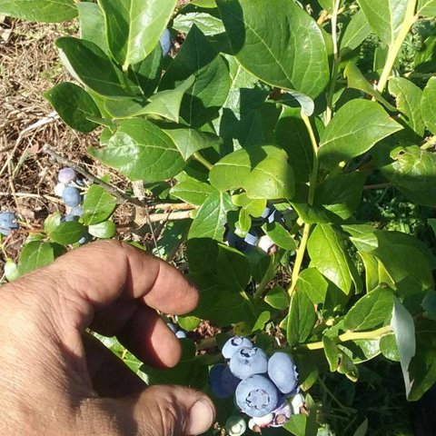 Picking